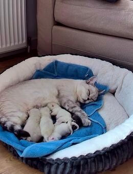 BKH Kitten reinweiß / blue tabby spotted / weiß point - Bomlitz