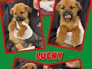 Hübscher Lucky in Not! - Nürnberg