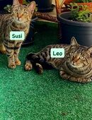 Zwei junge Katzen (1 Jahr) – liebevolles Zuhause gesucht in 14480