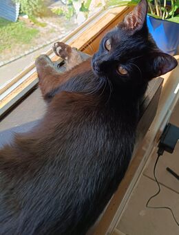 Verschmuste Katzendamen sucht ein neues Zuhause - Öhringen