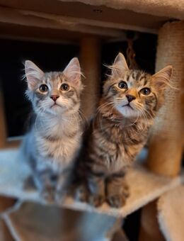 Maine Coon Kitten Mix m/w - Renchen