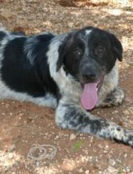 Magic sucht sein Zuhause - Fronreute