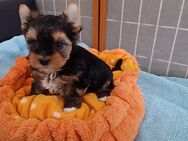 1Yorkshireterrier Rüde