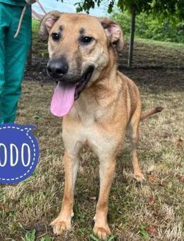 Dodo ein richtiger Kerl - Flörsheim-Dalsheim