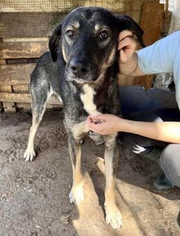 Koyal Kuschel: verträglich + verschmust - Koblenz