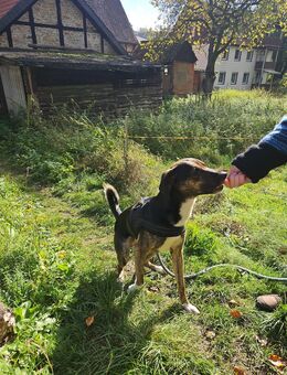 Hundewelpen aus dem Harz - Bad Grund (Harz)
