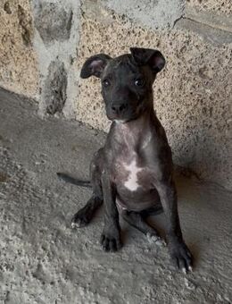 Koda - Lorsch (Karolingerstadt)