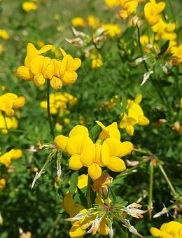 Gewöhnlicher Hornklee Samen Lotus corniculatus insektenfreundlich - Euskirchen