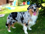 Australian Shepherd Deckrüde - Rutsweiler (Lauter)