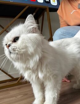 Britisch Langhaar Kater (3 Jahre) – Silber/Weiß – liebevolles Zuhause gesucht - Gelsenkirchen Rotthausen