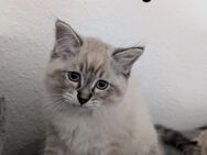 2 Ragdoll Kitten suchen ab sofort ein neues Zuhause - Uelzen