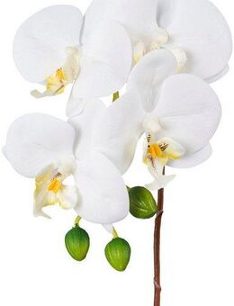 Kunstorchidee Orchidee Phalaenopsis Orchidee, Creativ green, Höhe 44 cm, mit real-touch-Blüten
