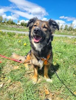 Lilly - sportliche tolle Hündin - Tettau (Bayern)