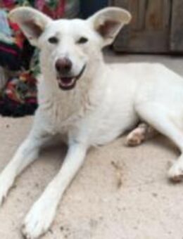 Sonntage und mehr sucht liebe Pepper - Jade