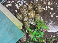 Griechische Landschildkröten NZ 2023 und 2024 suchen neues Zuhause - Oberhausen