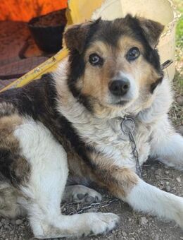 Leonie leidet sehr im Shelter 🐾 - Elsdorf (Nordrhein-Westfalen)