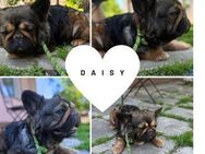 DAISY PP Fluffy Prinzessin möchte Liebe - Neustadt (Rübenberge)
