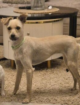 Herzensbrecher Fritz sucht Zuhause - Großefehn