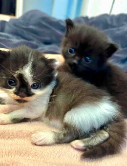 Katzenbabys - Gotha Zentrum