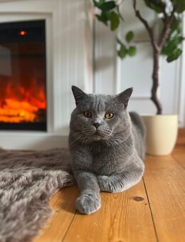 Bkh Deckkater Britisch Kurzhaar - Göttingen