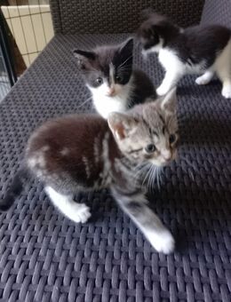 Kitten, Kätzchen mix - Lengerich (Nordrhein-Westfalen)