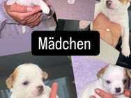 Welpen Chihuahua - Göttingen