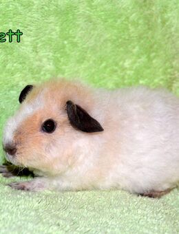 Zwei junge US -Teddy Böckchen abzugeben - Bad Sobernheim