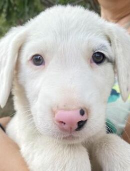 Vunny, geb. ca. 06/2023, Griechenland - Markdorf