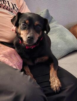 Romeo - ein lieber freundlicher Hund - Höchst (Odenwald)