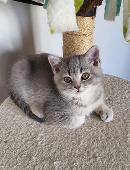 Super süße BKH Kitten - Koblenz