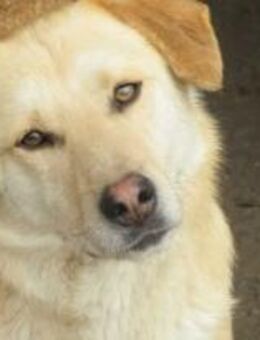 Felix ist ein zartes Seelchen 🐾 - Elsdorf (Nordrhein-Westfalen)