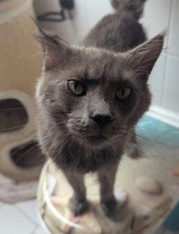Maine Coon Pärchen abzugeben - Magdeburg