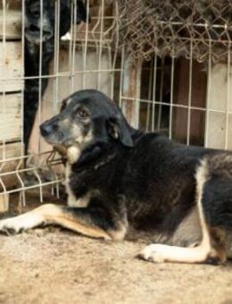 Wo sind Skellas Menschen? - München