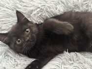 Katzenbabys BKH Ragdoll Mix Kitten - Windhagen