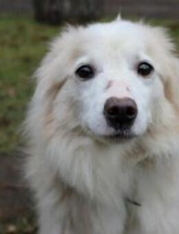 Moyo su. sehr geduldiges Zuhause - Neuhausen (Spree)