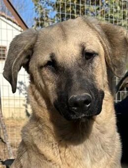 Bangladesh, geb. ca. 01/2024, lebt in GR - Euskirchen