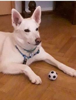 Wunderschöner FLOCKI sucht Zuhause - Bad Bevensen
