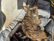 Jack sucht ein Zuhause:-) - Magdeburg