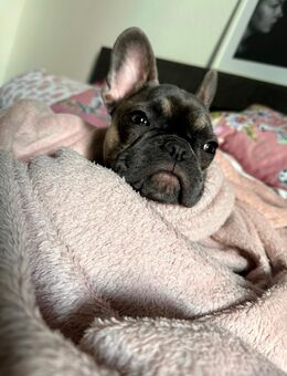 Französische Bulldogge Charlie - Berlin