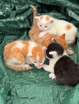 Vier gesunde Kater suchen liebevolles Zuhause - Ralbitz-Rosenthal