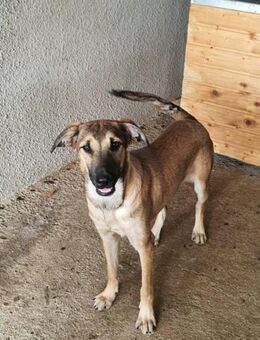 Emma - tolle Junghündin sucht Zuhause - Tettau (Bayern)