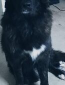 Hund sucht neues Glück in 38100