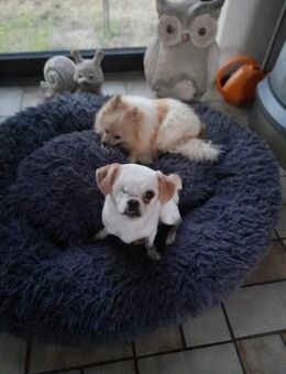 Riki 6,5 Jahre alter Pekinese - Kassel