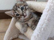 Bezaubernde Kitten suchen ein neues und liebevolles Zuhause - Idar-Oberstein