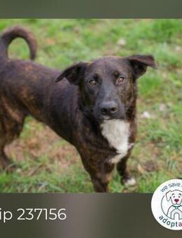 Chip 237156: Sucht ein Zuhause - Kirchzell