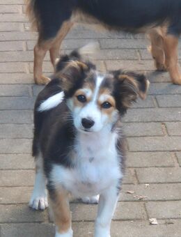 Tommy sucht noch ein liebes zu Hause - Zehdenick Zentrum