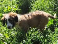 Amy - Rieden (Rheinland-Pfalz)