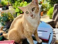 Simba (Lukas) - das sanfte Seelchen - Kirchheim (München)