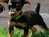 Yorkshire Terrier Welpen - Saarburg