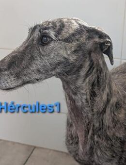 Hércules1 sanft und freundlich 12/21 DE - Ruppertsecken